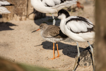 rotschenkel und säbelschnäbler