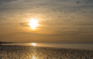 Cloud of seagull in silhouette over the sun at morning.