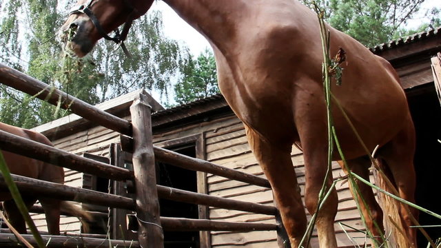 horse eats hay in a stall