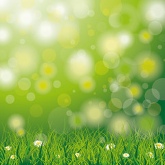 Fototapeta na wymiar Easter Spring Background Grass Daisy Flowers