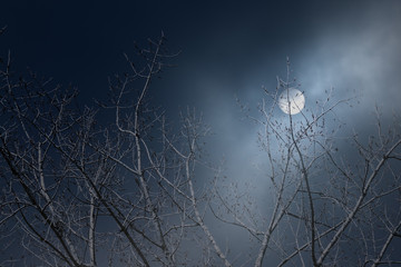 Tree branches in a foggy full moon night