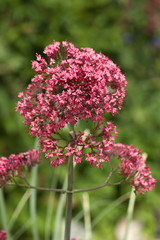 Fototapeta premium Spornblume, Centranthus; ruber