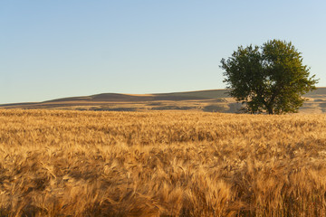 SUMMER LANDSCAPE.Between Puglia and Basilicata: lonely tree in a wheat field at dawn. (ITALY)