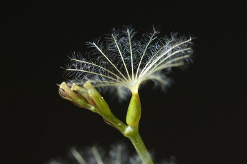 Spornblume, Centranthus; ruber, samen