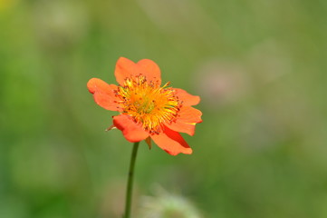 Macro shot of orange mountain flower