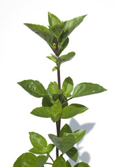 Strauchbasilikum, Ocimum, species; basilicum