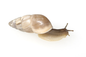 Turmschnecke, Zebrina detrita