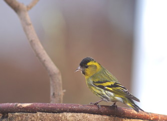 bird siskin