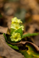 Beautiful wild primrose flowers, Primula vulgaris, in the forest, on a sunny spring day