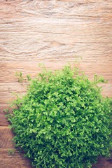 small green bush decorated interior on brown wooden table