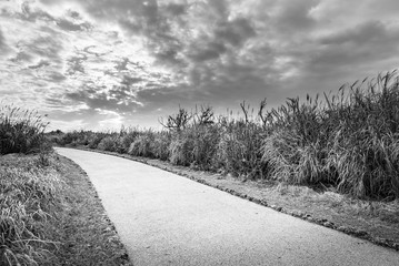 Road, grass, landscape, monochrome. Okinawa, Japan, Asia.