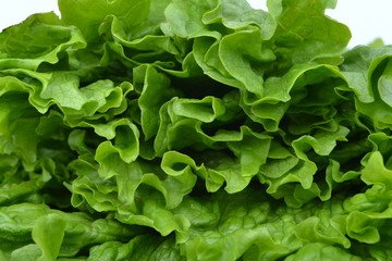 Green fresh lettuce as background.
