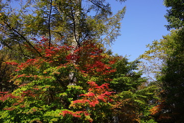 秋　西沢渓谷　川　谷　滝　