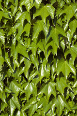 Wilder Wein; Parthenocissus quinquefolia