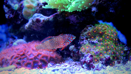 Leopard Wrasse (Macropharyngodon ornatus) 