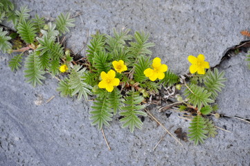 Silverweed growing in a crack in a rock - obrazy, fototapety, plakaty