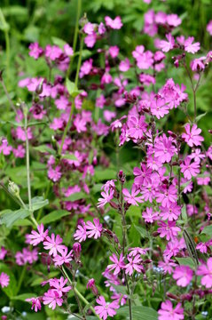 Fototapeta The wildflower Red campion growing in a meadow