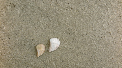 fossil shell on the beach