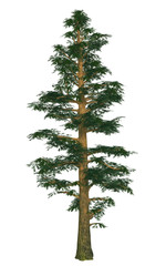 pine tree , isolated on a white background