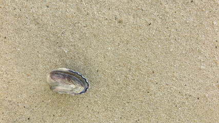 Fototapeta na wymiar fossil shell on the beach