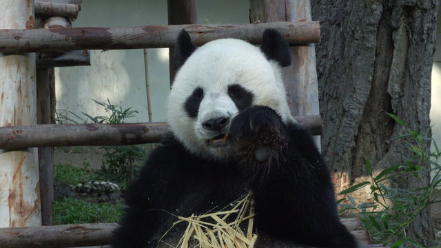  Funny Giant Panda Eating Bamboo. 4K video.
