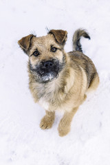 Hungry cute dog puppy, looking at camera on snow.