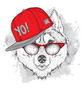 The poster with the image husky portrait in hip-hop hat. Vector illustration.