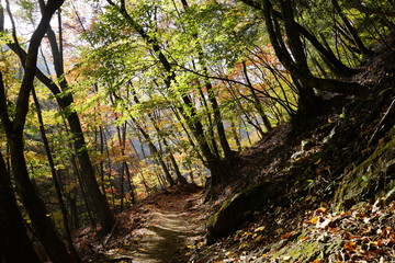 秋　西沢渓谷　川　谷　滝