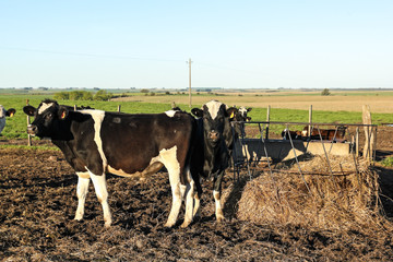 Cows in Group Latin American pampas.