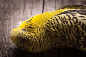 Some birds aren't meant to be caged