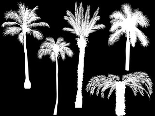 five palm silhouettes isolated on black