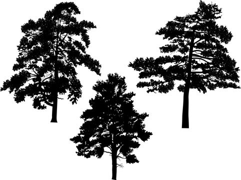 three large black pine silhouettes isolated on white
