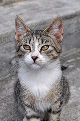 Tabby cat portrait on the porch of a house
