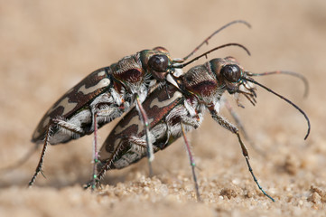escarabajo Cicindela (Lophyra)