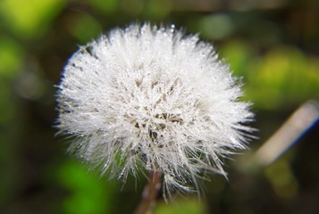 Field dandelion close-up. Wet white dandelion on a background of green bokeh. 