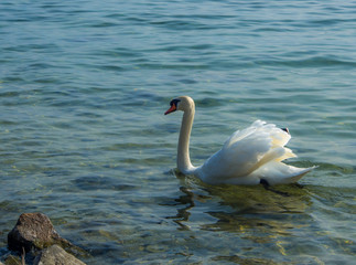 White Swan