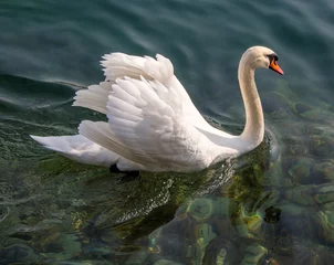 Photo sur Aluminium Cygne White Swan