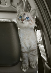 The cat sits in the car and looks upwards