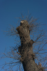 Tree with sawed branches