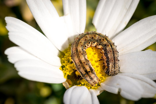 Little caterpillar on a daisy