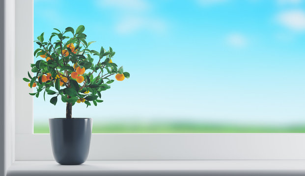 Albero arancio mandarino agrume su finestra