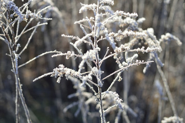  hoarfrost