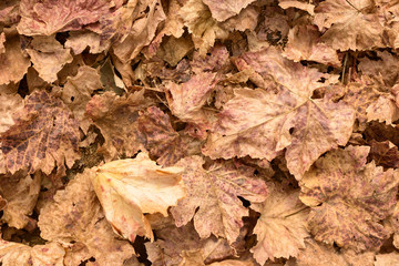 Dry grapes leaves texture