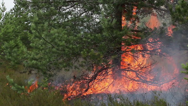 Forest ground fire under pine tree. This wood fire footage appropriate to visualize wildfire or prescribed burning.