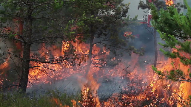 Forest ground fire under pine trees. Fire engine mooving in the background. This wood fire footage appropriate to visualize wildfire or prescribed burning.