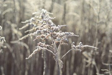  hoarfrost