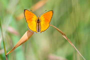 Dukatenfalter (Lycaena virgaureae)