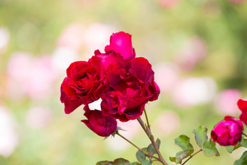 Beautiful rose in garden on summer day.