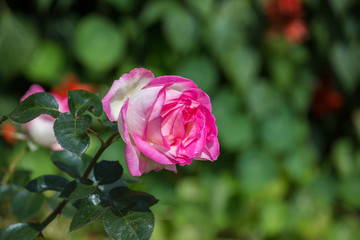 Beautiful rose in garden on summer day.