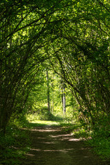 Tunnel path in the forest